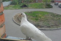 Prazdnik_Velikoy_Pobedy-08.05.2016_017