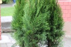 Prazdnik_posadki_tuiy_08-09-2016_05