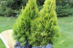 Prazdnik_posadki_tuiy_08-09-2016_10