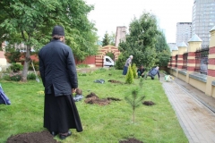 Prazdnik_posadki_tuiy_08-09-2016_14