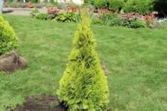 Prazdnik_posadki_tuiy_08-09-2016_44