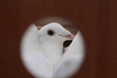 Blagoveshenie-Liturgiya_07-04-2017_24