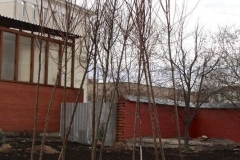 Posadka_derevev_25.04.2017_08