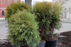 Posadka_derevev_25.04.2017_18