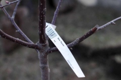 Posadka_derevev_25.04.2017_20