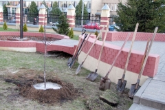 Posadka_derevev_25.04.2017_23