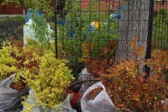 Posadka_derevev_17.05.2017_01