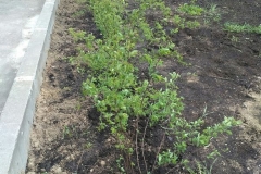 Posadka_derevev_17.05.2017_07