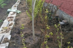 Posadka_derevev_17.05.2017_08