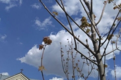 Posadka_derevev_17.05.2017_10