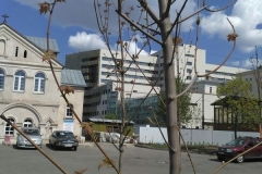 Posadka_derevev_17.05.2017_11