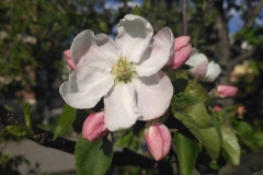 Posadka_derevev_17.05.2017_12