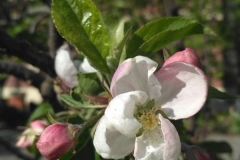 Posadka_derevev_17.05.2017_13