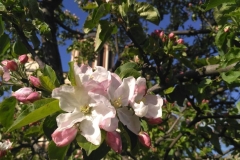 Posadka_derevev_17.05.2017_14