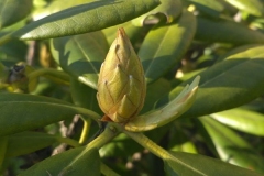 Posadka_derevev_17.05.2017_15