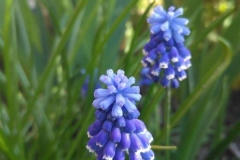 Posadka_derevev_17.05.2017_16