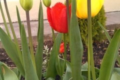 Posadka_derevev_17.05.2017_17