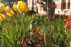 Posadka_derevev_17.05.2017_18