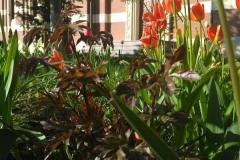 Posadka_derevev_17.05.2017_19