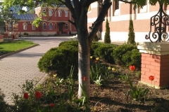 Posadka_derevev_17.05.2017_20