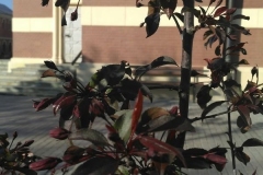 Posadka_derevev_17.05.2017_21