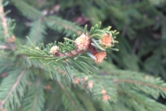 Posadka_derevev_17.05.2017_22