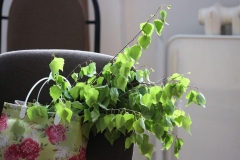 koncert_04.06.2017_01