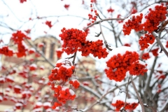 2018_Podgotovka_k_Rojdestvy_004