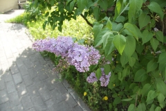 2018_05_09_posadka_kastanov_003