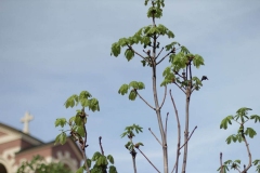 2018_05_09_posadka_kastanov_004