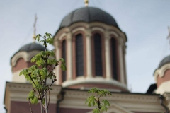 2018_05_09_posadka_kastanov_005