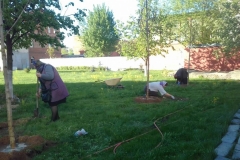 2018_05_09_posadka_kastanov_006