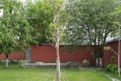 2018_05_09_posadka_kastanov_009