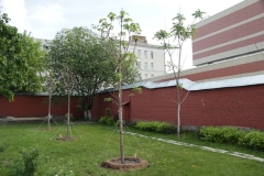 2018_05_09_posadka_kastanov_010